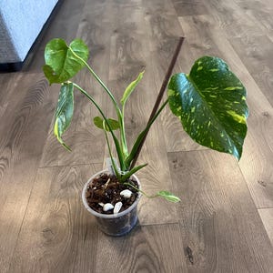 May include: A variegated Monstera plant with large, heart-shaped green leaves featuring yellow and cream-colored speckles. The plant is potted in a clear plastic container filled with dark soil, wood chips, and white stones, supported by a thin brown stake.