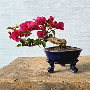 Pode incluir: Um bonsai de buganvília com flores magenta vibrantes e folhas verdes, apresentando um tronco castanho grosso e texturizado. A planta está num vaso de cerâmica azul profundo de formato oval com três pés curvos e ornamentados.