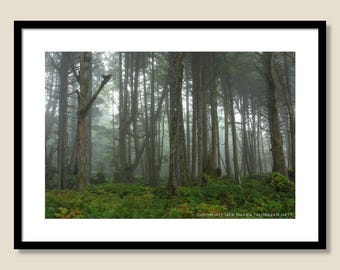 Trees in the Fog
