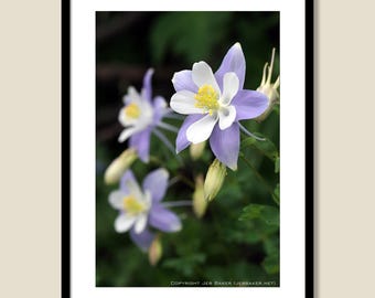 Blue Columbine