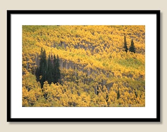 Aspens and Pines