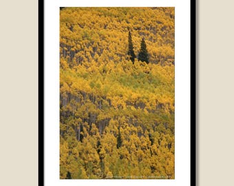 Aspens and Pines