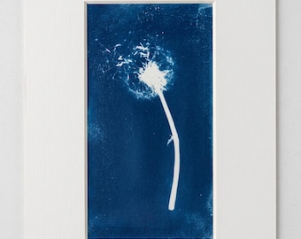 May include: A cyanotype print featuring a white dandelion silhouette against a deep blue background. The dandelion head is shown with seeds blowing to the left, set within a white rectangular mat board frame with a clean border.
