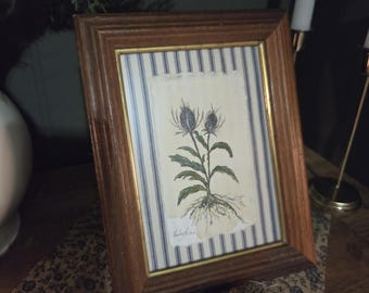 Ilustración botánica original en marco vintage.