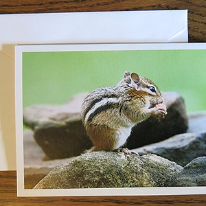 Charlie Chipmonk, Chipmunk mangeant, Photographie de nature, Carte de correspondance, Encadrement, Carte de voeux, Je pense à vous