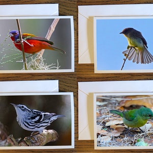 Buntings y Currucas, Juego de 4 tarjetas de notas, tarjetas de felicitación, tarjetas de agradecimiento