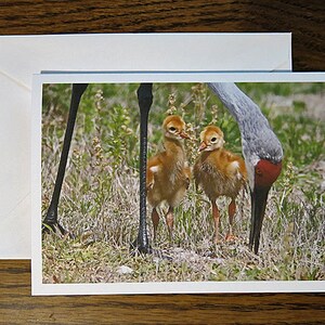 Bébés grues du Canada et mère, carte de correspondance avec photo, à encadrer, carte de voeux, mère aime les bébés. Faire-part de naissance