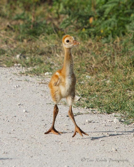 Sandhill Crane Baby - Etsy