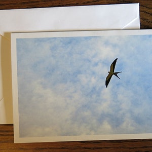 Milan à queue fourchue, Oiseau dans le ciel, Oiseau à queue fendue, Carte photo, Carte de correspondance, Encadrement, Carte de voeux, Je pense à vous, Merci