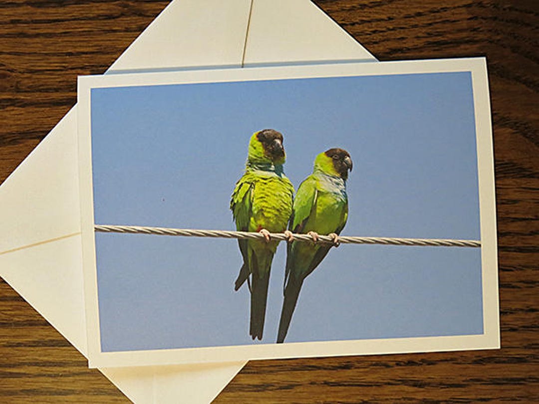 Black Hooded Parakeet, Bird on Wire, Photo Note Card, Frameable