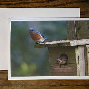 Uccello azzurro orientale, biglietto con foto, nidificazione di uccelli, nuova casa, da incorniciare, biglietto d'auguri, biglietto con uccelli, uccello dalle piume blu