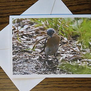 Merlebleu de l'Est femelle, Oiseau et herbe, Matériau du nid, Carte de correspondance avec photo, Encadrement, Carte de voeux, Merci