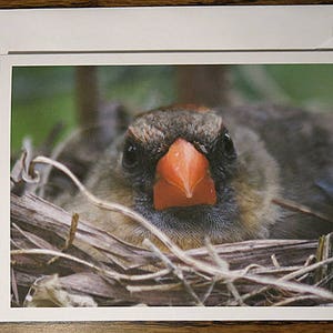 Fotografia naturalistica, Cardinale, Uccello nidificante, Uccello arrabbiato, Uccello determinato, Uccello mamma, Biglietto di auguri, Incorniciabile