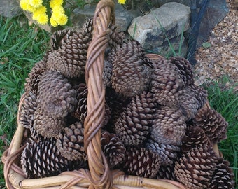 LARGE 5" or Small 2"-3" Pine Cones Nature Art Rustic Wedding Decor Wreaths Centerpiece Natural Dried Crafts Supply Craft Supplies Pinecones