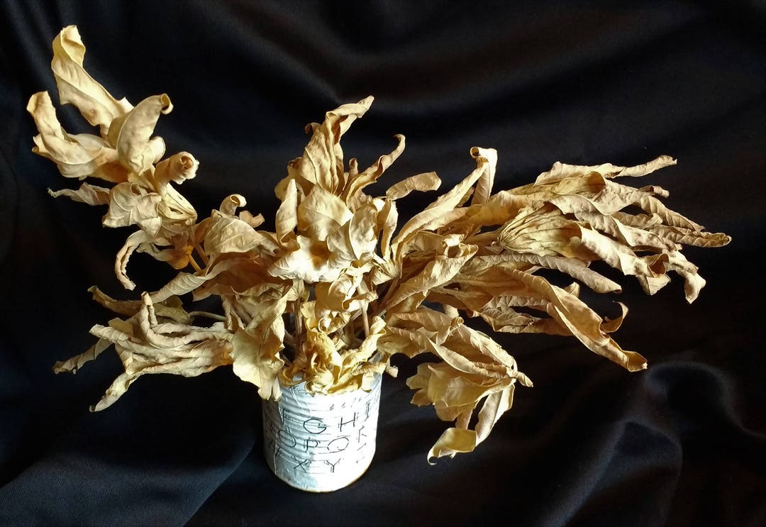 Rare Tapioca 12 Exotic Rare Dried Tapioca Leaf Stem Leaves Natural Nature Craft Art ...