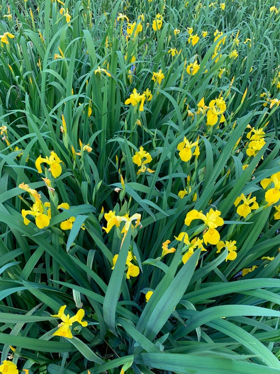 25 SEEDS Japanese Water Iris Yellow Flowers Perennial Aquatic - Etsy