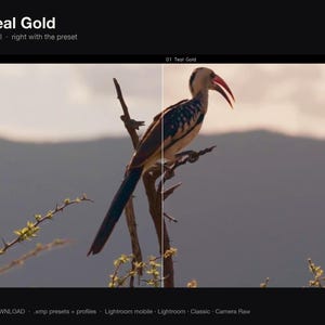 Puede incluir: Una pantalla dividida muestra un p&aacute;jaro posado en una rama. El lado izquierdo est&aacute; etiquetado como UNGRADED y el derecho como 01 Teal Gold. El texto 01 Teal Gold, Left original, right with the preset, e INSTANT DOWNLOAD .xmp presets + profiles Lightroom mobile Lightroom Classic Camera Raw son visibles.
