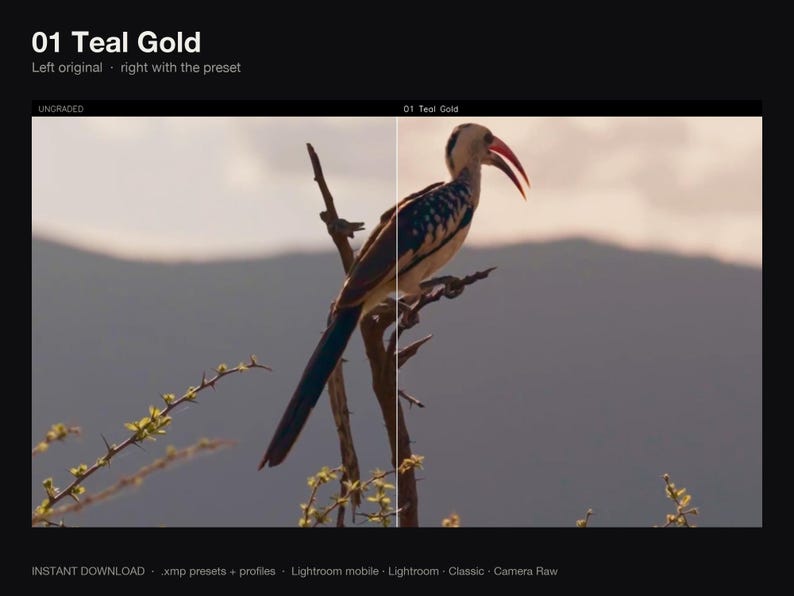 Puede incluir: Una pantalla dividida muestra un p&aacute;jaro posado en una rama. El lado izquierdo est&aacute; etiquetado como UNGRADED y el derecho como 01 Teal Gold. El texto 01 Teal Gold, Left original, right with the preset, e INSTANT DOWNLOAD .xmp presets + profiles Lightroom mobile Lightroom Classic Camera Raw son visibles.