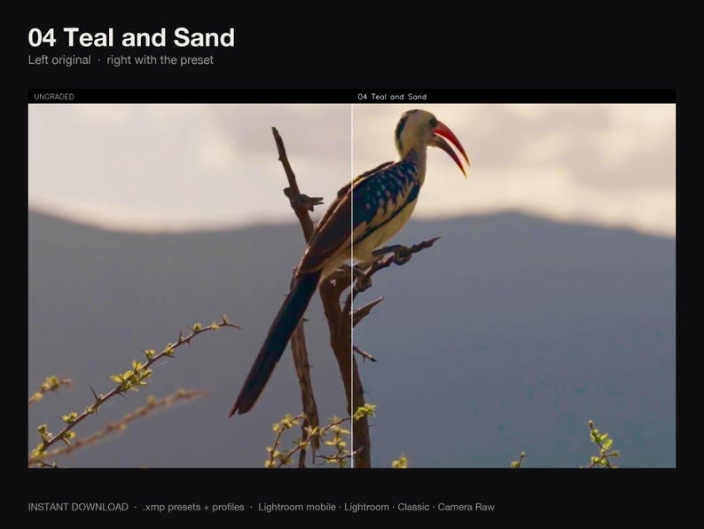 Puede incluir: Una pantalla dividida que muestra un p&aacute;jaro posado en una rama, etiquetada 04 Teal and Sand. El lado izquierdo est&aacute; marcado como UNGRADED, y el derecho muestra al mismo p&aacute;jaro con un ajuste preestablecido de color aplicado.