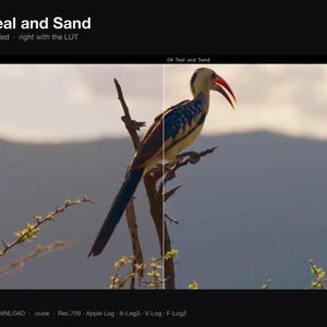 Puede incluir: Una pantalla dividida muestra un p&aacute;jaro posado en una rama. El lado izquierdo est&aacute; etiquetado como UNGRADED y el derecho como 04 Teal and Sand. El texto superior dice 04 Teal and Sand, Left ungraded, right with the LUT.