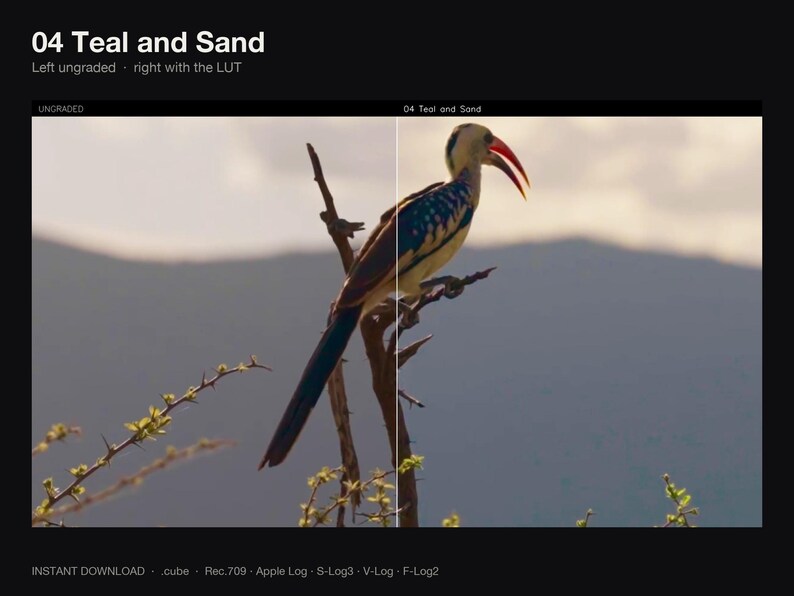 Puede incluir: Una pantalla dividida muestra un p&aacute;jaro posado en una rama. El lado izquierdo est&aacute; etiquetado como UNGRADED y el derecho como 04 Teal and Sand. El texto superior dice 04 Teal and Sand, Left ungraded, right with the LUT.