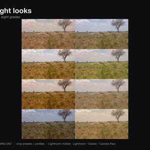 Puede incluir: Una pantalla digital que muestra ocho variaciones de una fotograf&iacute;a de paisaje con un &aacute;rbol solitario en un campo de hierba bajo un cielo azul. Las etiquetas incluyen All eight looks, Same shot, eight grades y compatibilidad de software.