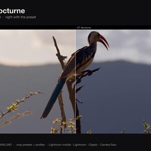 Puede incluir: Una comparaci&oacute;n de pantalla dividida que muestra un p&aacute;jaro con un pico rojo largo y plumas estampadas posado en una rama. El lado izquierdo est&aacute; etiquetado como UNGRADED y el derecho como 07 Nocturne. El texto 07 Nocturne aparece arriba.