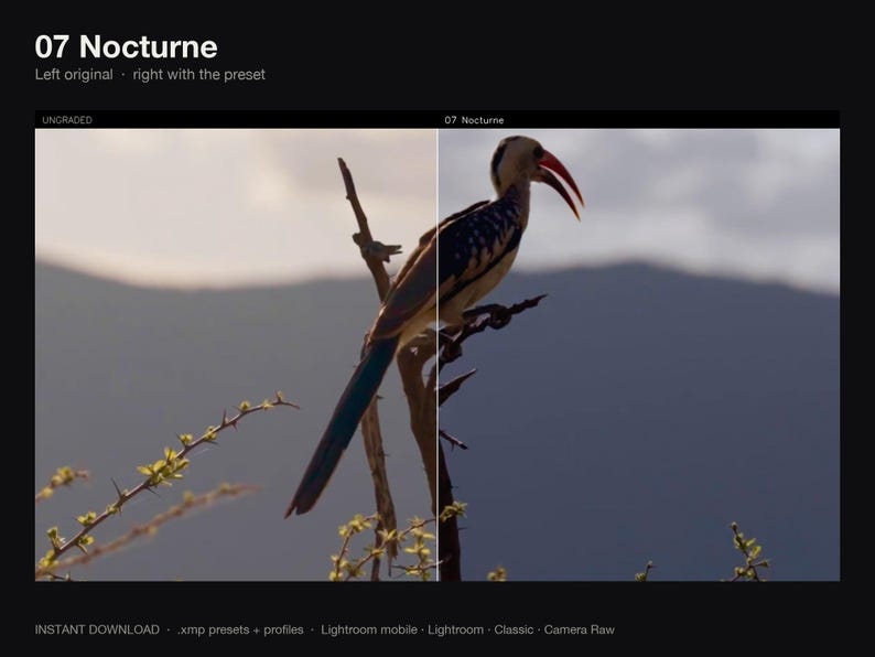 Puede incluir: Una comparaci&oacute;n de pantalla dividida que muestra un p&aacute;jaro con un pico rojo largo y plumas estampadas posado en una rama. El lado izquierdo est&aacute; etiquetado como UNGRADED y el derecho como 07 Nocturne. El texto 07 Nocturne aparece arriba.