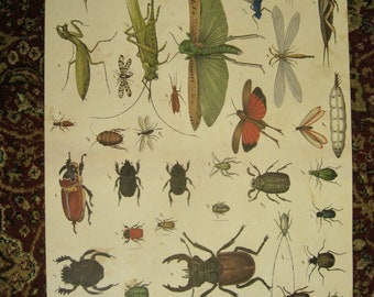 John Derian "Insects", Decorative Paper, Gift Wrap, Poster - Good condition!