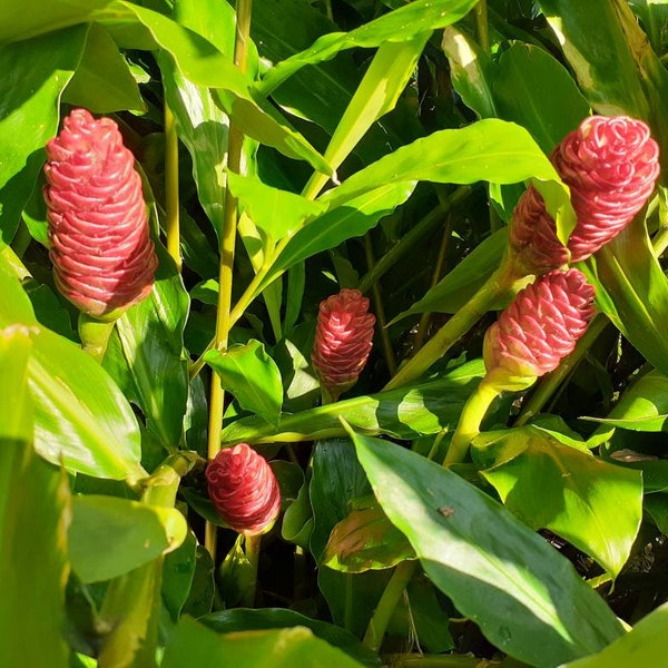 Shampoo Ginger Plant Etsy
