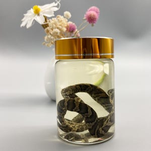May include: A clear glass jar with a metallic gold lid containing a preserved snake submerged in liquid. The snake has a brown and black patterned skin. Behind the jar, a white vase holds a bouquet of dried white and pink flowers.