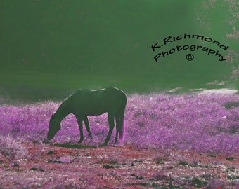 Purple Morning Mist with horse