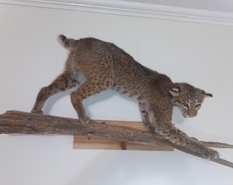 Bobcat Taxidermy Wall Mount on Natural Pine Driftwood – Rustic Lodge & Cabin Decor