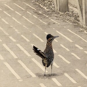 May include: A roadrunner bird with brown, black, and white speckled feathers, a dark crest on its head, and a long tail with white markings, standing on a paved surface with light-colored dashed lines and a wooden fence nearby.