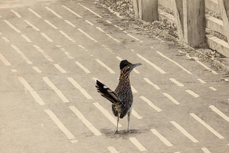 May include: A roadrunner bird with brown, black, and white speckled feathers, a dark crest on its head, and a long tail with white markings, standing on a paved surface with light-colored dashed lines and a wooden fence nearby.