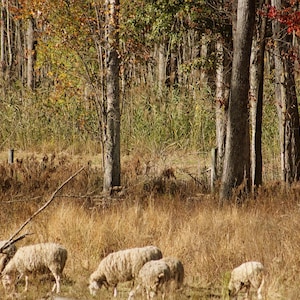 K&ouml;nnte beinhalten: Eine Gruppe von f&uuml;nf cremewei&szlig;en Schafen grast auf einem Feld mit trockenem, goldbraunem Gras. Im Hintergrund befindet sich ein dichter Wald mit B&auml;umen, deren Herbstlaub in Gr&uuml;n-, Gelb-, Orange- und leuchtenden Rott&ouml;nen leuchtet.