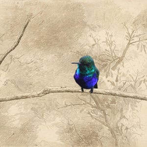 May include: A vibrant hummingbird with iridescent blue and green feathers perched on a thin, horizontal branch. The background is a sepia-toned, detailed line drawing of a forest setting with bare branches and foliage.