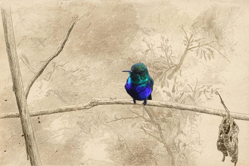 May include: A vibrant hummingbird with iridescent blue and green feathers perched on a thin, horizontal branch. The background is a sepia-toned, detailed line drawing of a forest setting with bare branches and foliage.