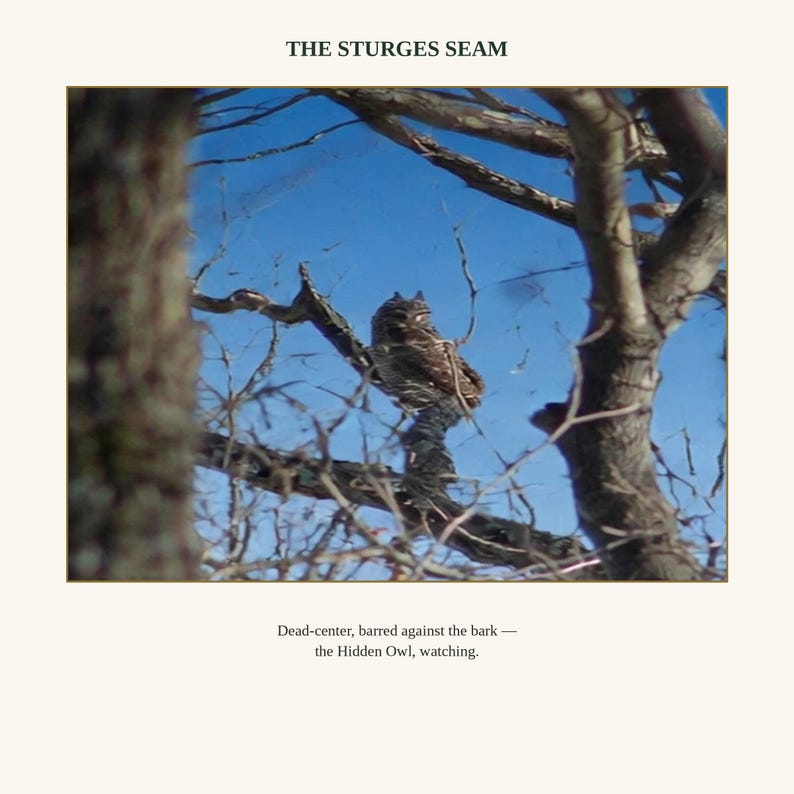 K&ouml;nnte beinhalten: Ein Foto mit dem Titel THE STURGES SEAM zeigt eine braun-wei&szlig;e Eule, die auf einem Ast vor einem hellblauen Himmel sitzt. Unter dem Bild steht der Text: Dead-center, barred against the bark &mdash; the Hidden Owl, watching.