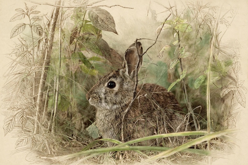 May include: A detailed illustration of a brown rabbit with dark eyes, positioned among tall green grasses and thin branches. The artwork features a blend of soft watercolor tones and fine pencil-like line work on a light beige background.