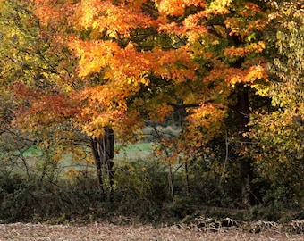 May include: A flock of wild turkeys foraging in a harvested field covered with dry corn stalks and debris, set against a backdrop of large deciduous trees with vibrant orange, yellow, and red autumn foliage under bright sunlight.