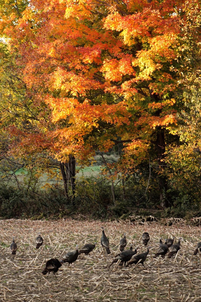 May include: A flock of wild turkeys foraging in a harvested field covered with dry corn stalks and debris, set against a backdrop of large deciduous trees with vibrant orange, yellow, and red autumn foliage under bright sunlight.
