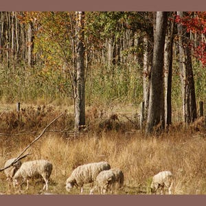 May include: A group of four sheep with thick, off-white wool grazing in a field of dry, golden-brown grass. The background features a dense forest with trees displaying autumn foliage in shades of green, yellow, and vibrant red.