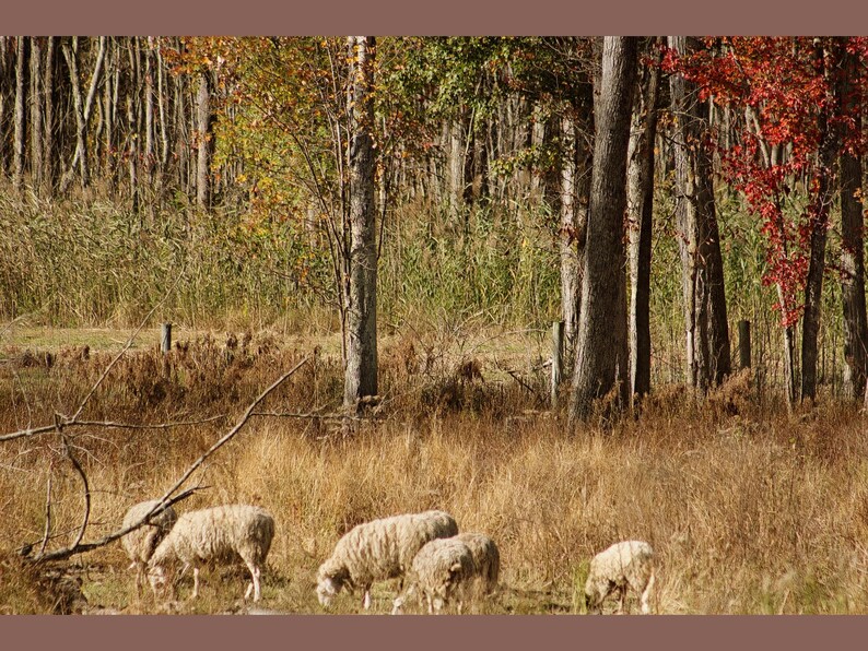 May include: A group of four sheep with thick, off-white wool grazing in a field of dry, golden-brown grass. The background features a dense forest with trees displaying autumn foliage in shades of green, yellow, and vibrant red.