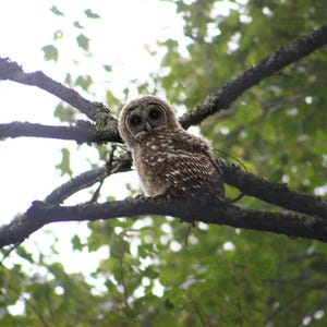 May include: A young owl with mottled brown and white feathers and large, dark, round eyes perched on a dark, textured tree branch. The owl is facing forward, displaying a rounded head and soft, downy plumage against a backdrop of green leaves.