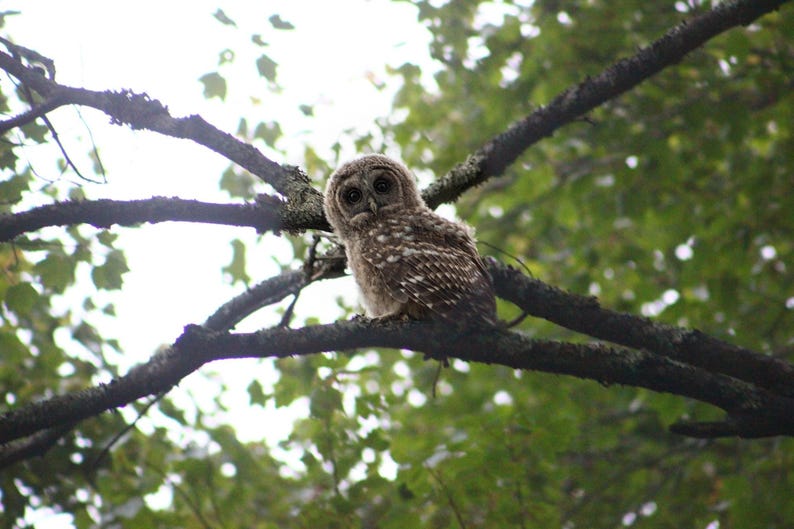 May include: A young owl with mottled brown and white feathers and large, dark, round eyes perched on a dark, textured tree branch. The owl is facing forward, displaying a rounded head and soft, downy plumage against a backdrop of green leaves.