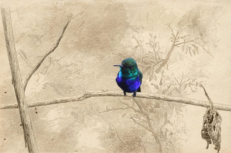 Vogel-Wandbild-Set (6-teilig) | Harpyienadler-Gravurdrucke, Vintage-Galerie-Wanddeko | Druckbare Wandkunst zum digitalen Download Bild 7