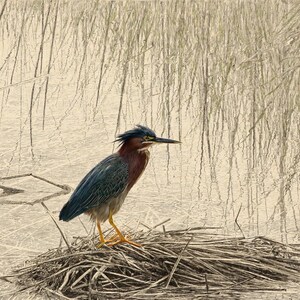 May include: A green heron with dark blue-green wings, a chestnut-colored neck, and a sharp black beak stands perched on a small mound of dried reeds and grasses surrounded by a shallow, light-colored marshy water environment.
