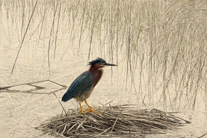May include: A green heron with dark blue-green wings, a chestnut-colored neck, and a sharp black beak stands perched on a small mound of dried reeds and grasses surrounded by a shallow, light-colored marshy water environment.