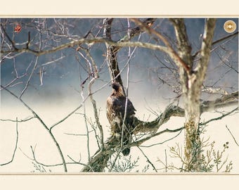 May include: A brown eagle perched on a bare tree branch, viewed from behind with its head turned to the left. The scene features thin, leafless branches against a light, hazy background, with a small circular logo in the top right corner.